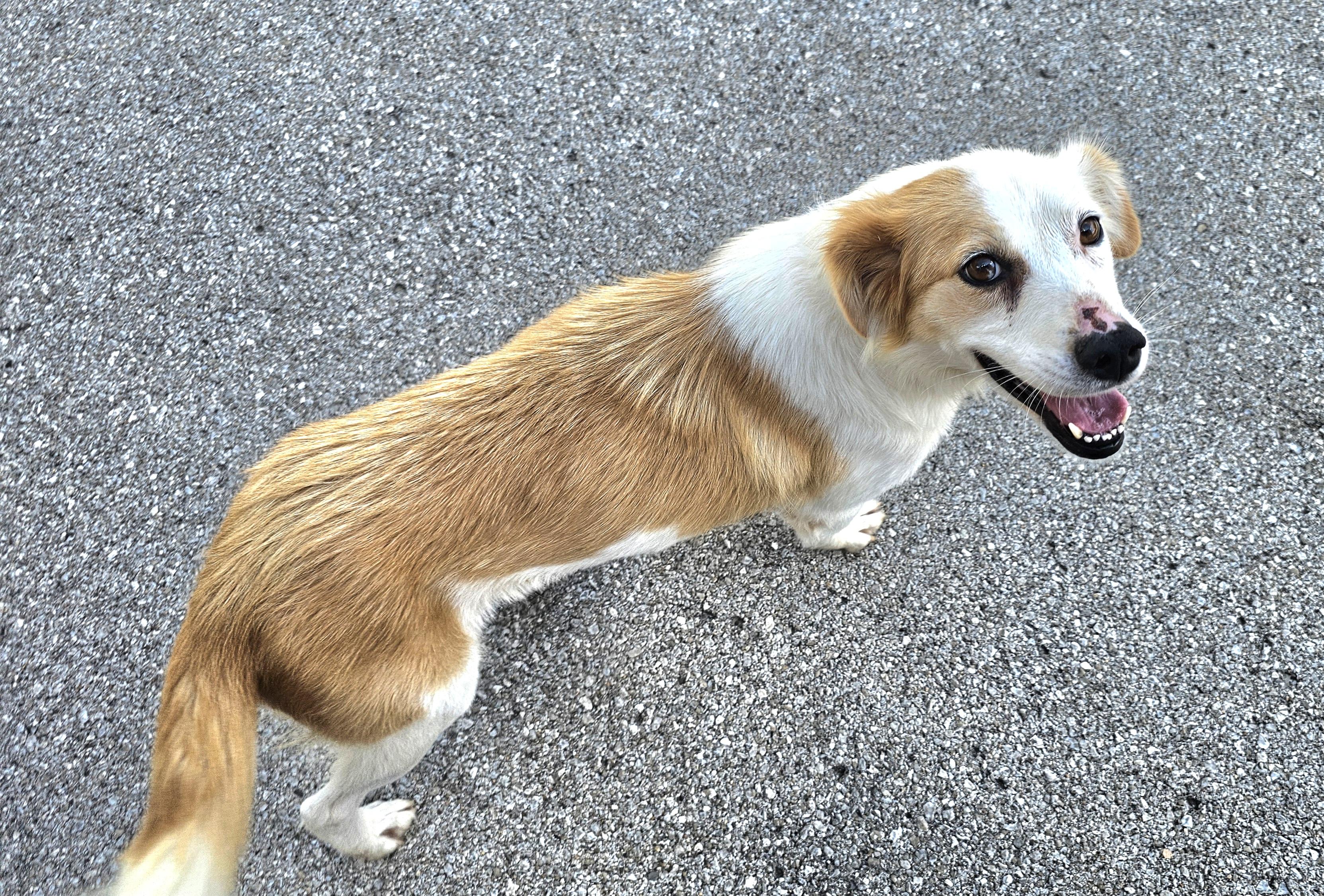 Enlarge Sally Ann, a Adoptable mixed breed in Lexington, KY image 5/6