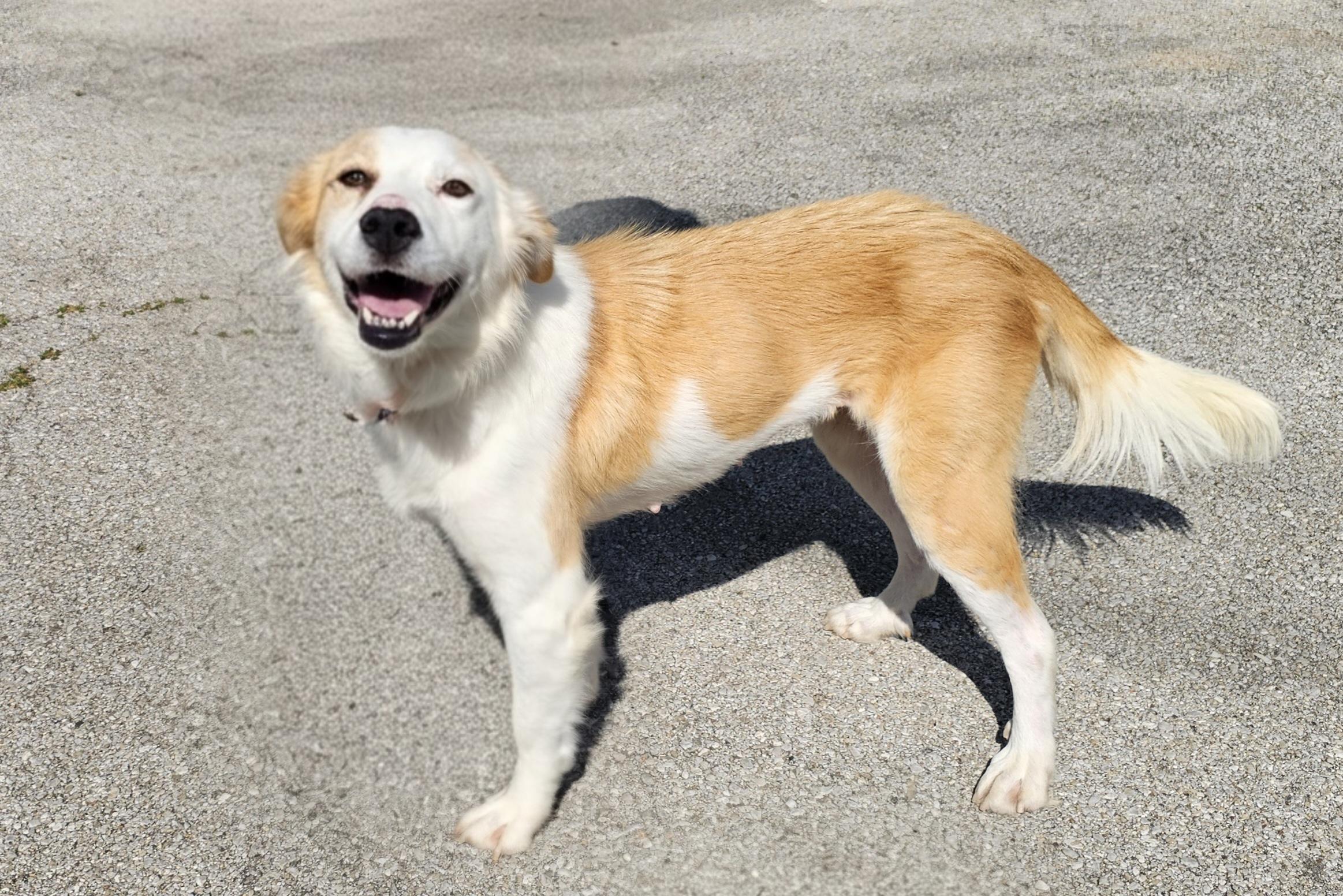Enlarge Sally Ann, a Adoptable mixed breed in Lexington, KY image 1/6