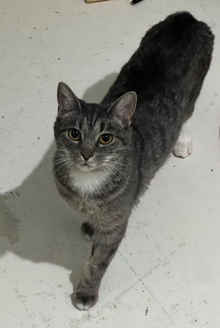 Cat for adoption Fauzy, a Domestic Short Hair in Bryson City, NC