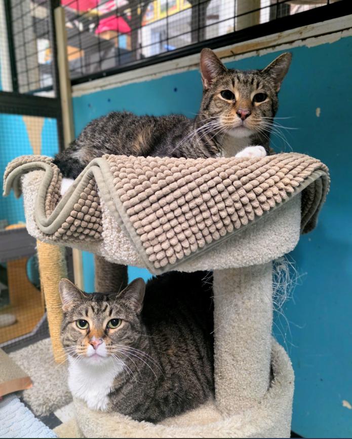 Ricky, adopted, Adult Male Domestic Short Hair.