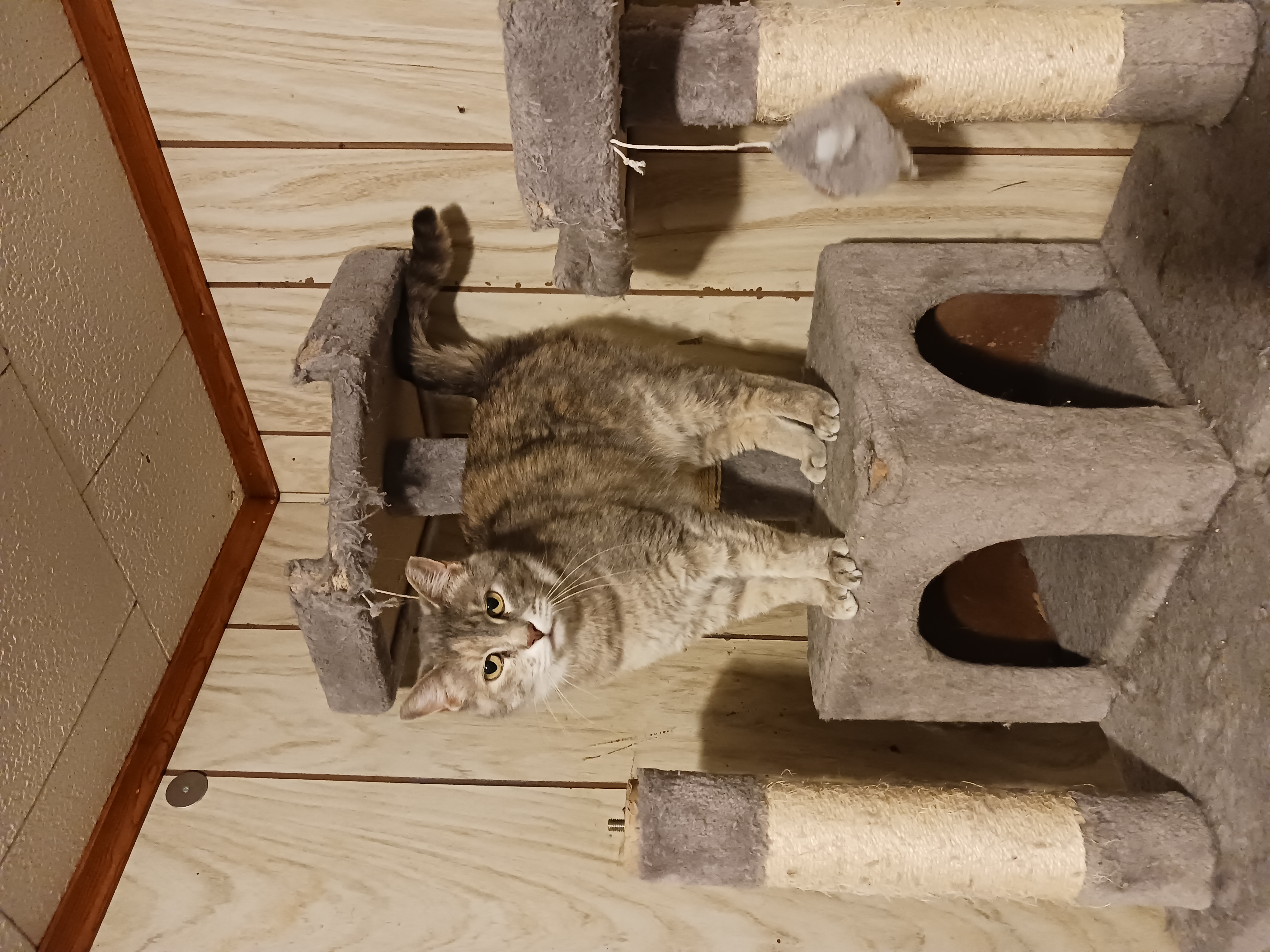 Cleo, Adoptable, Adult Female Domestic Short Hair.