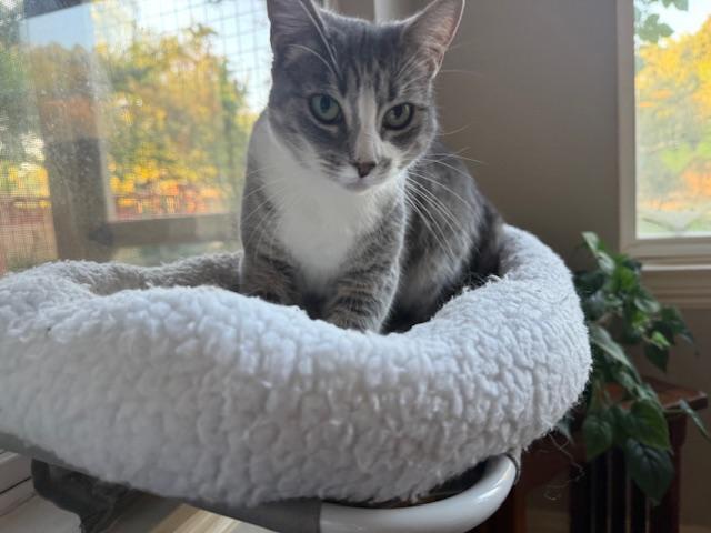 Enlarge Abigail, an adoptable Domestic Short Hair in Camarillo, CA image 2/4