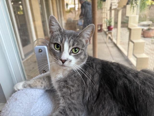 Enlarge Abigail, an adoptable Domestic Short Hair in Camarillo, CA image 3/4