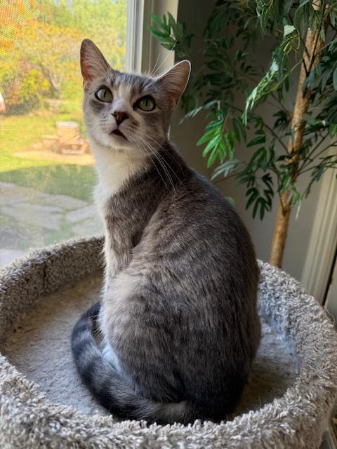 Enlarge Abigail, an adoptable Domestic Short Hair in Camarillo, CA image 4/4