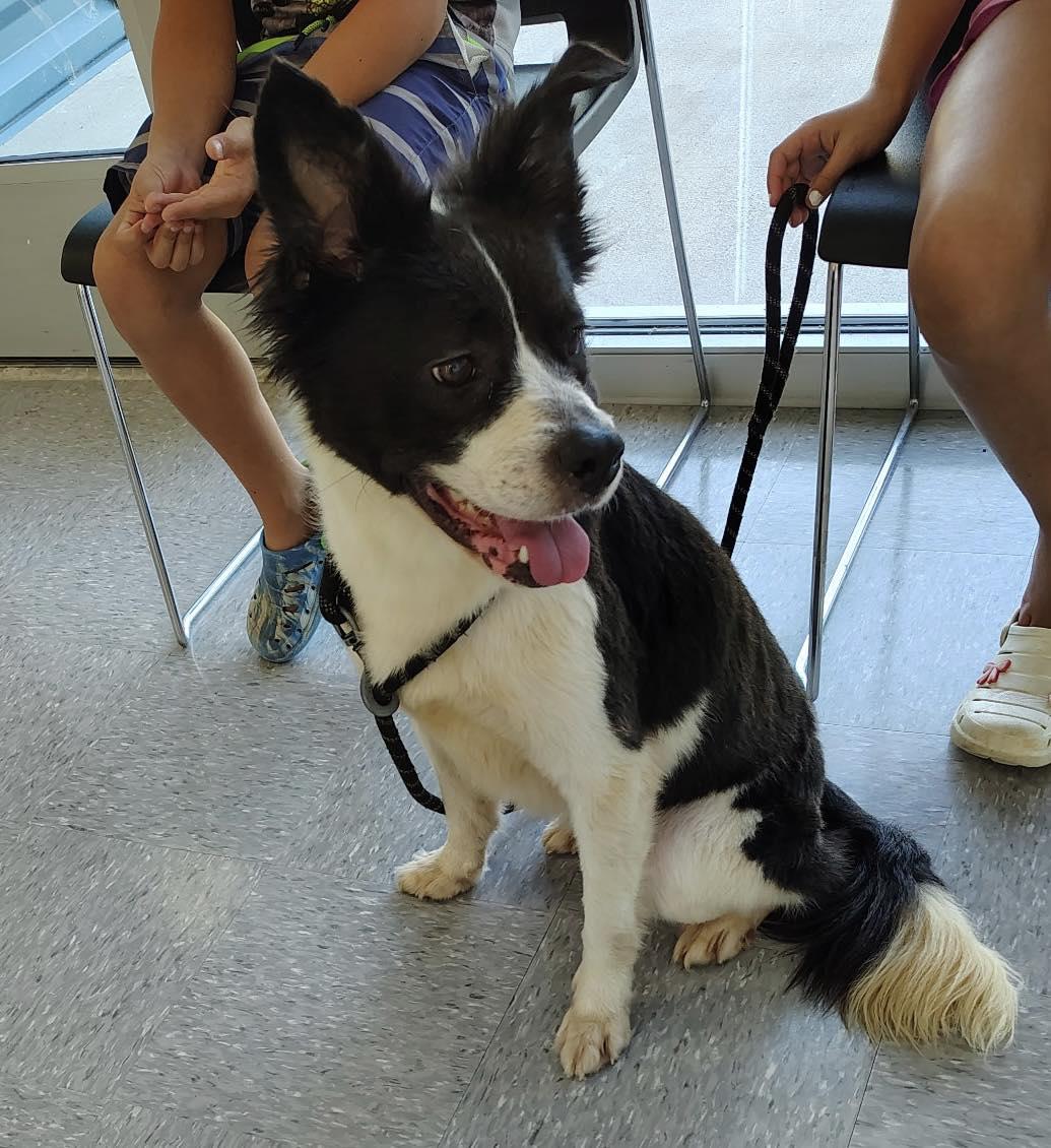 Enlarge Olivia, a Adoptable mixed breed in Huntsville , TX image 1/1