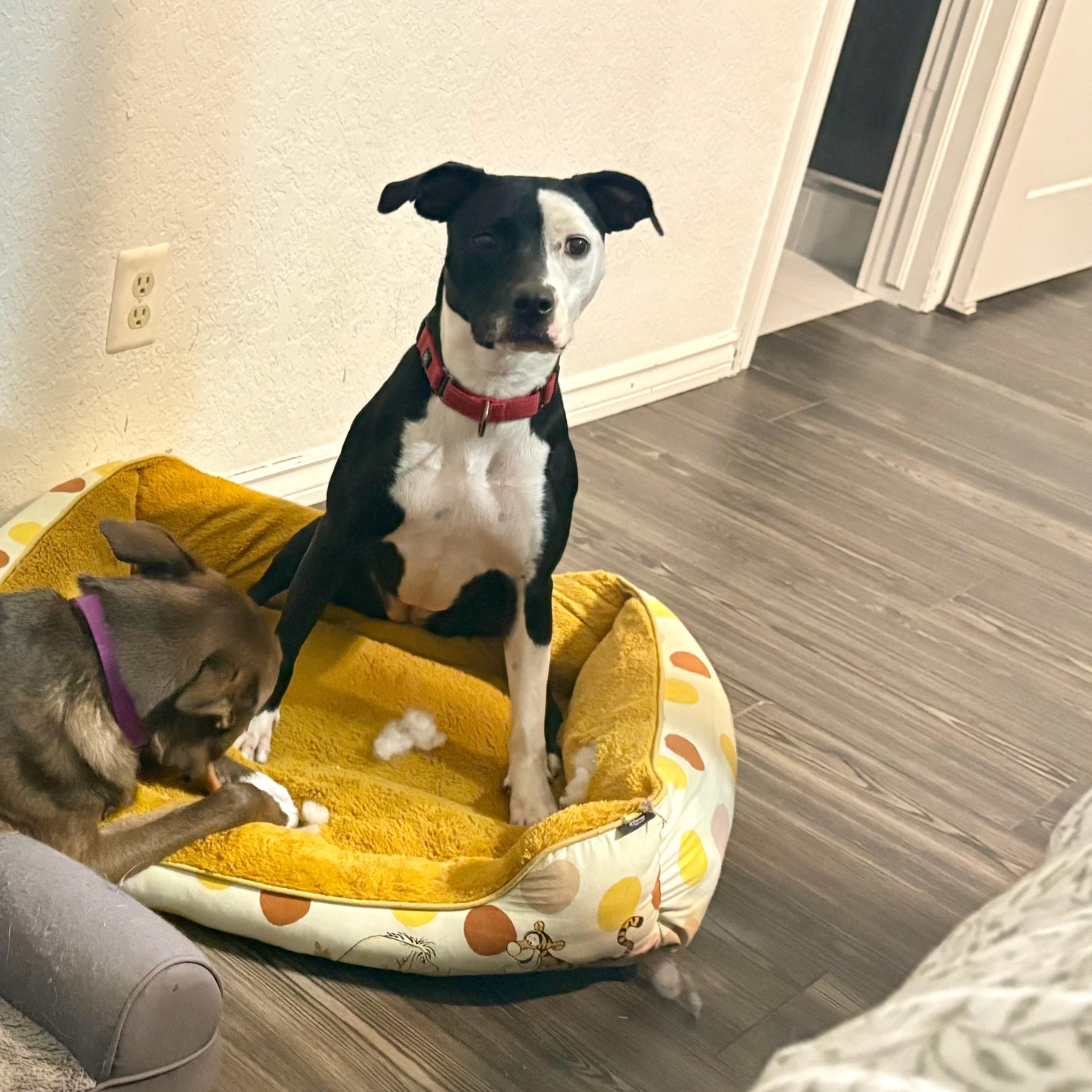 Paris, adopted, Adult Female Terrier & Pit Bull Terrier.