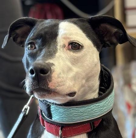 Enlarge Paris, an adopted mixed breed in Guthrie, OK image 2/5