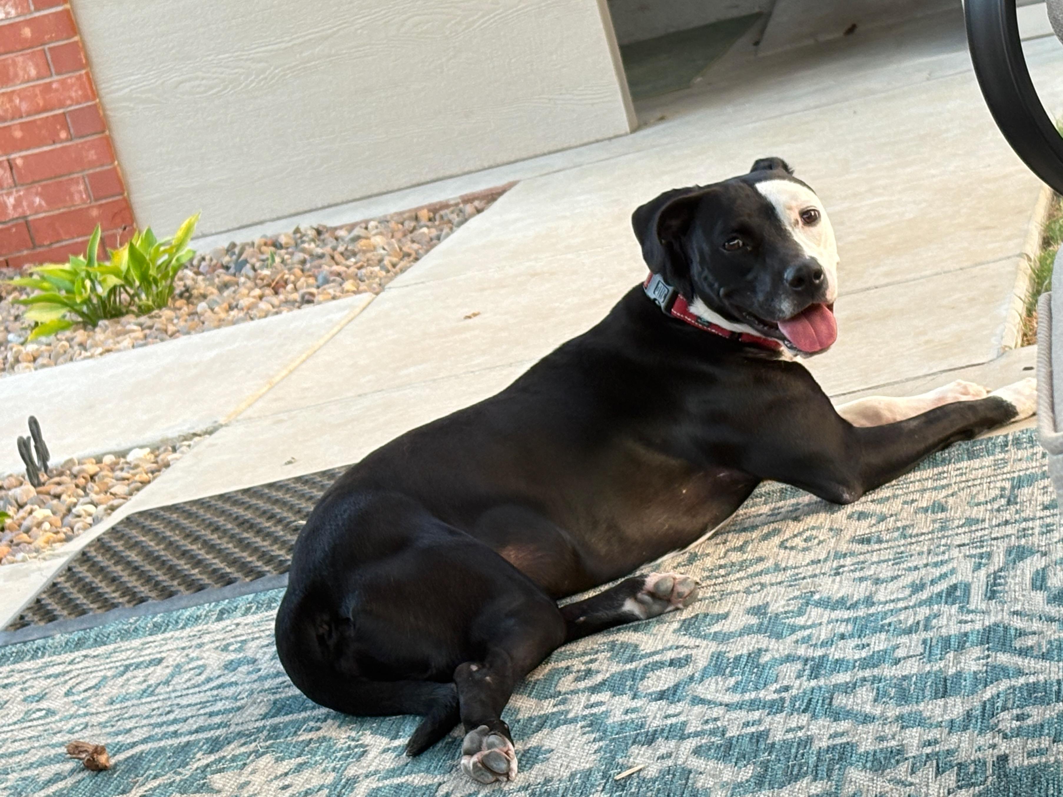 Enlarge Paris, an adopted mixed breed in Guthrie, OK image 3/5