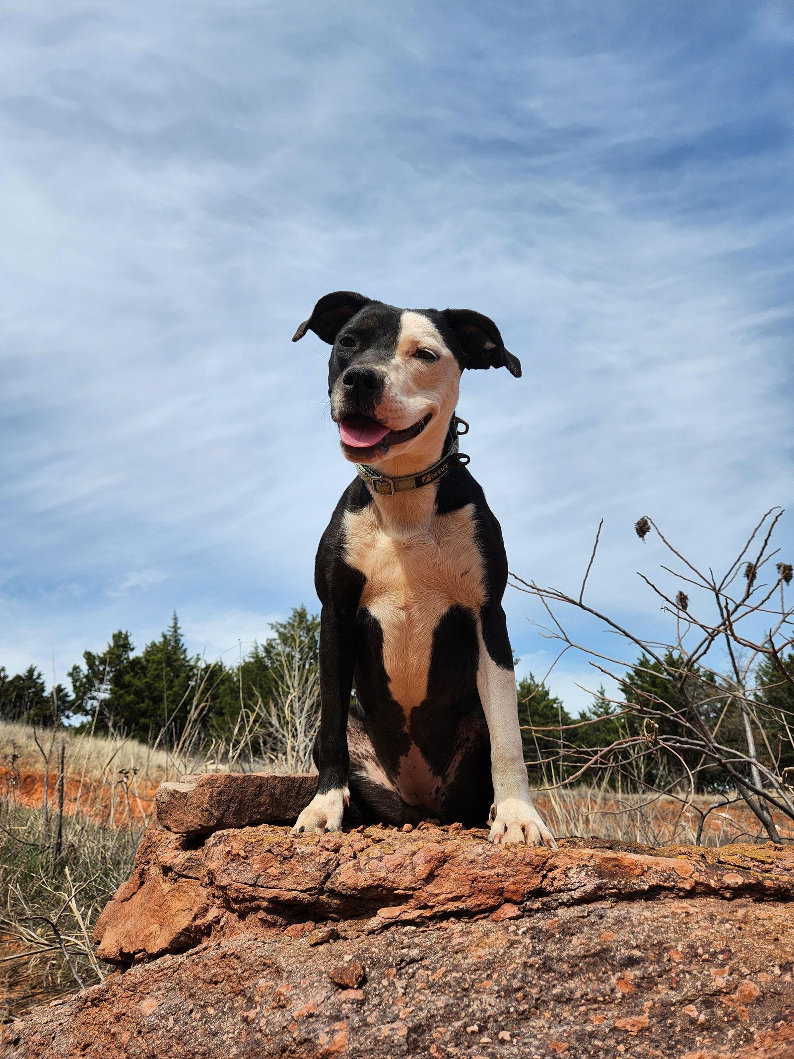 Enlarge Paris, an adopted mixed breed in Guthrie, OK image 4/5