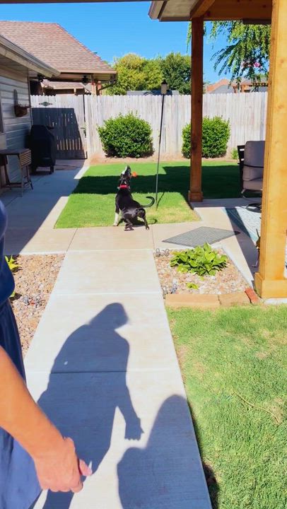 Enlarge Paris, an adopted mixed breed in Guthrie, OK video 5/5