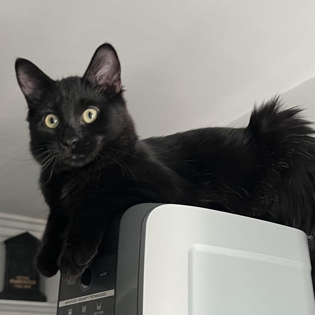 Ozzy — thumbnail 2