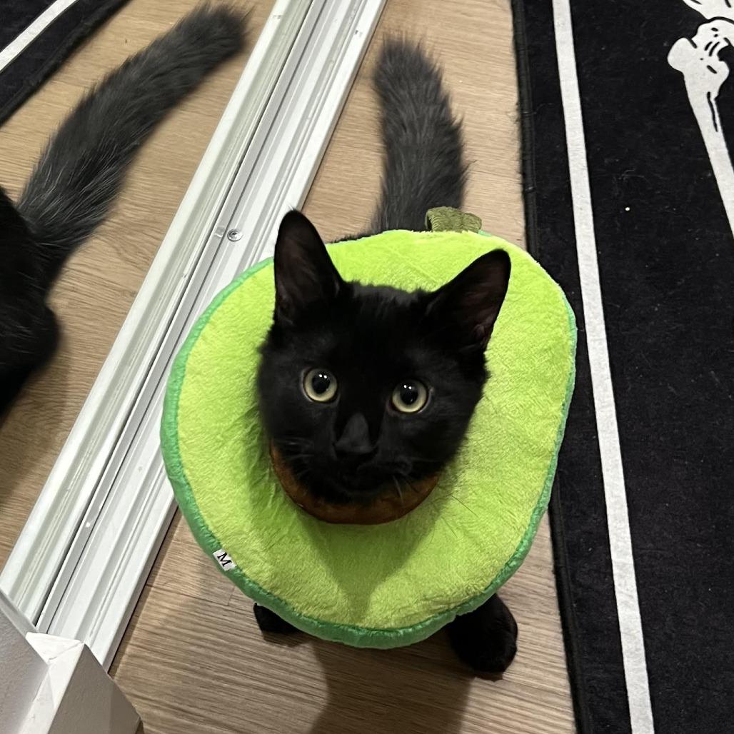 Ozzy — thumbnail 3