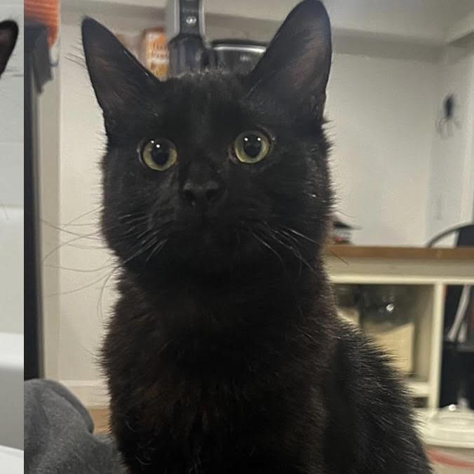 Ozzy — thumbnail 4