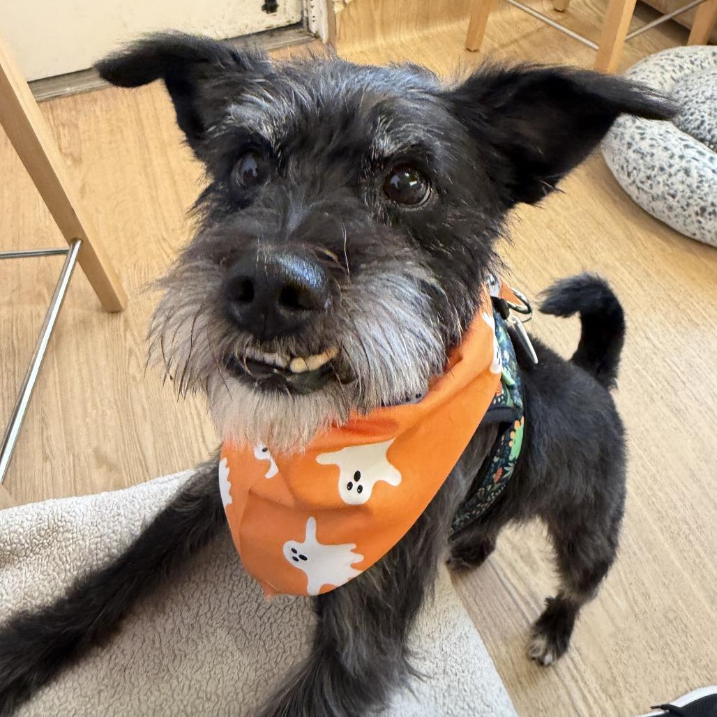 Jigsaw 14615, Adoptable, Senior Male Miniature Schnauzer.