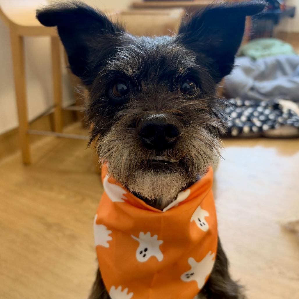 Enlarge Jigsaw 14615, a Adoptable Miniature Schnauzer in San Francisco, CA image 2/6