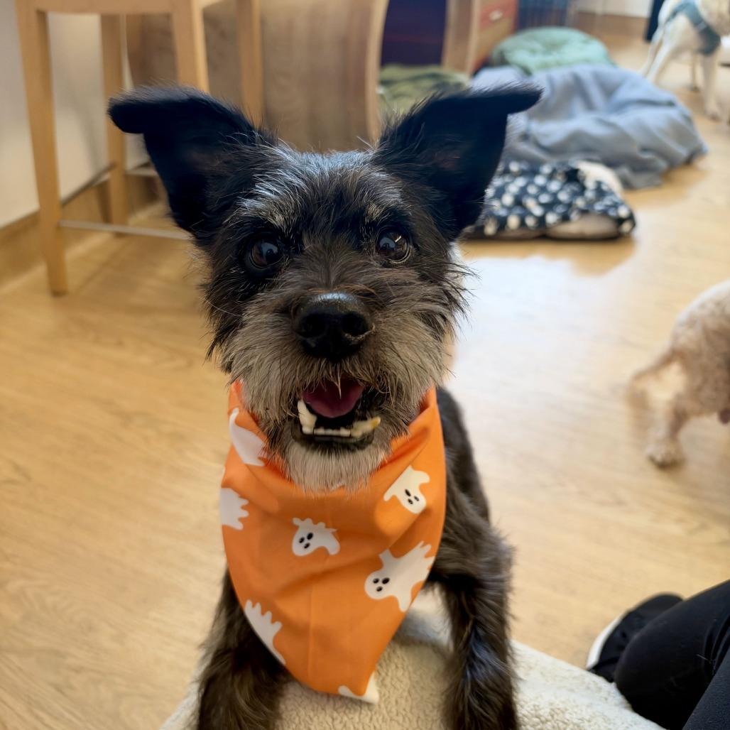 Enlarge Jigsaw 14615, a Adoptable Miniature Schnauzer in San Francisco, CA image 3/6