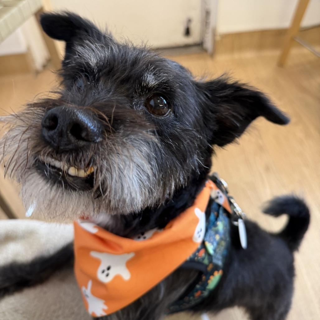 Enlarge Jigsaw 14615, a Adoptable Miniature Schnauzer in San Francisco, CA image 4/6