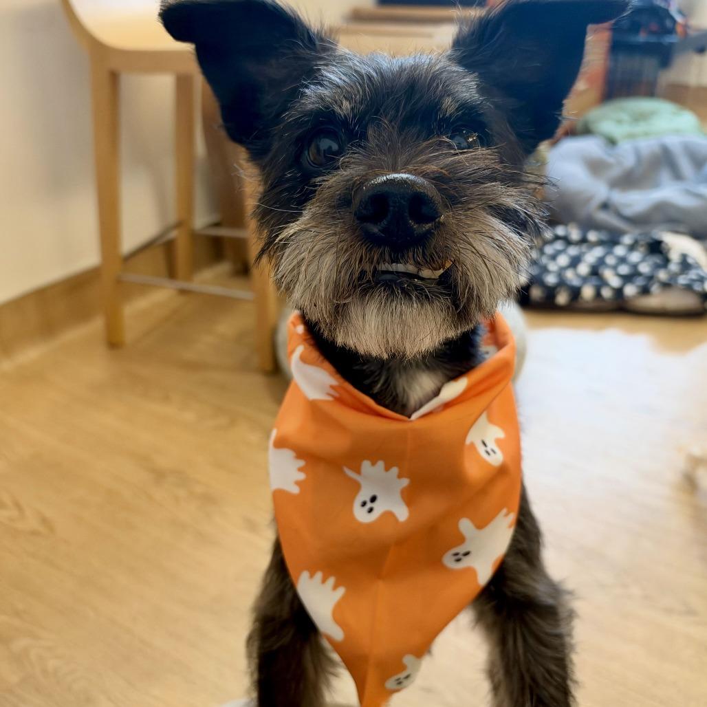 Enlarge Jigsaw 14615, a Adoptable Miniature Schnauzer in San Francisco, CA image 5/6