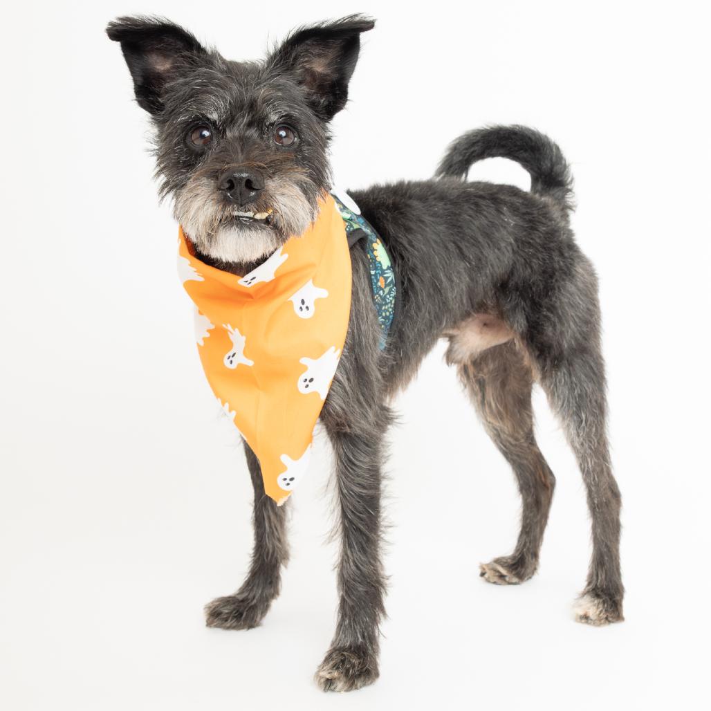 Enlarge Jigsaw 14615, a Adoptable Miniature Schnauzer in San Francisco, CA image 6/6