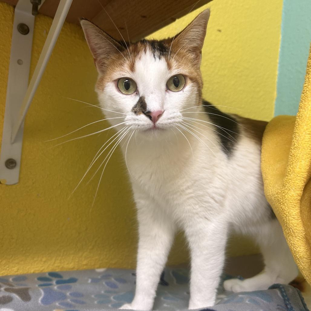 Butter Free aka Maizie, Adoptable, Adult Female Domestic Short Hair.