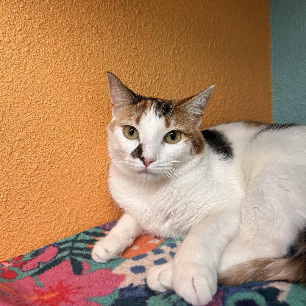 Enlarge Butter Free aka Maizie, a Adoptable Domestic Short Hair in Fresno, CA image 1/1