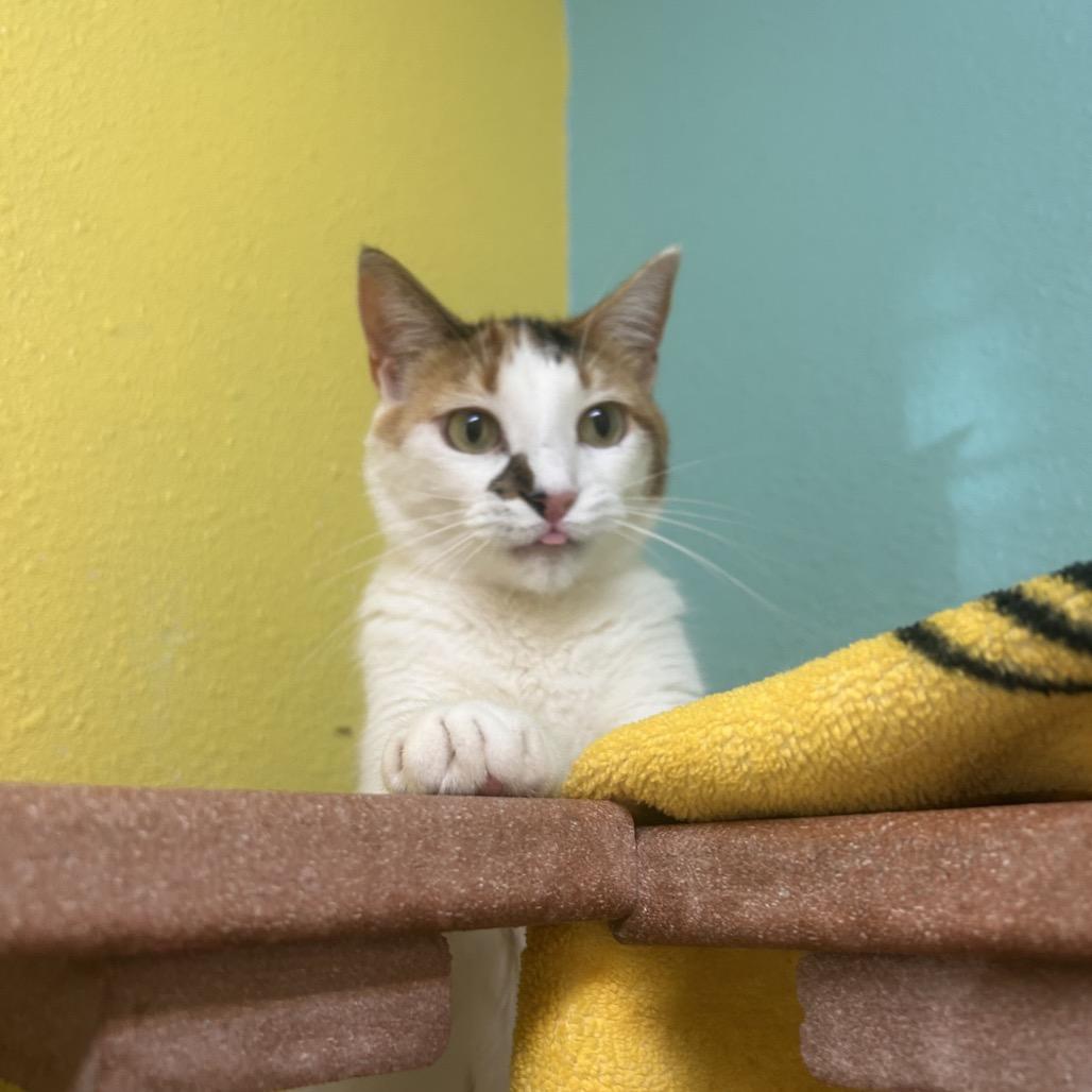 Butter Free aka Maizie, a Adoptable Domestic Short Hair in Fresno, CA image 3/5