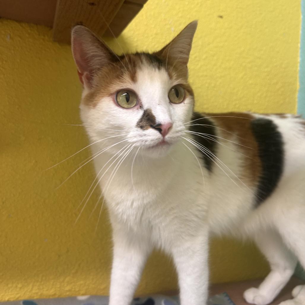 Butter Free aka Maizie, a Adoptable Domestic Short Hair in Fresno, CA image 4/5