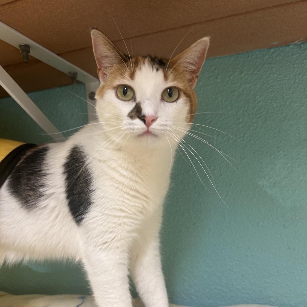 Butter Free aka Maizie, a Adoptable Domestic Short Hair in Fresno, CA image 5/5