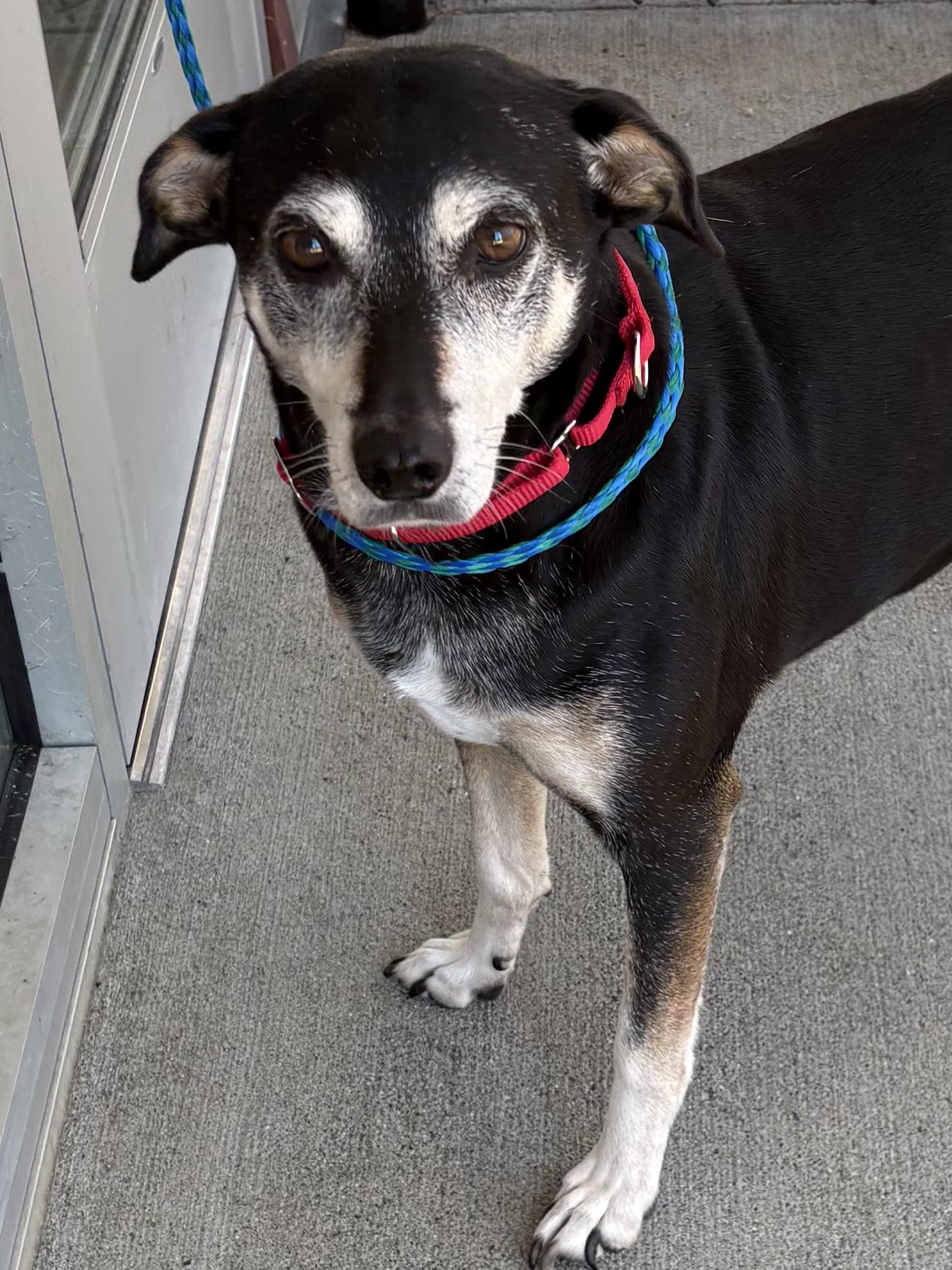 Wendi, ADOPTABLE, Senior Female Hound.