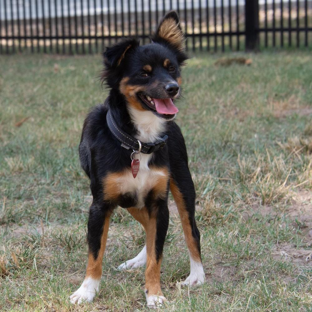 Hubble, Adoptable, Young Male Pomeranian & Chihuahua.