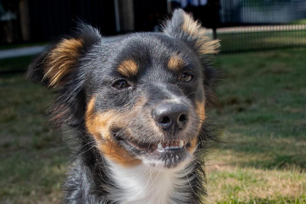 Enlarge Hubble, a Adoptable mixed breed in Richmond, TX image 2/4