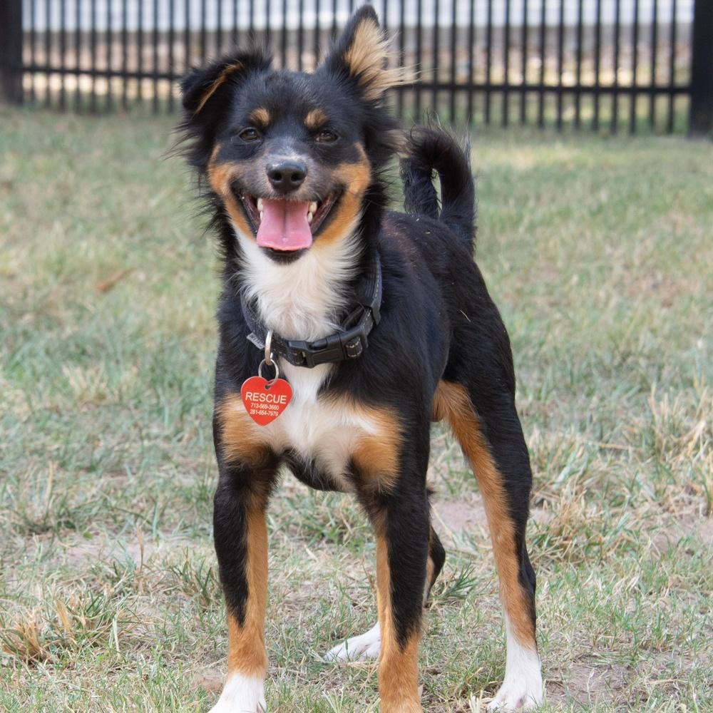 Enlarge Hubble, a Adoptable mixed breed in Richmond, TX image 3/4