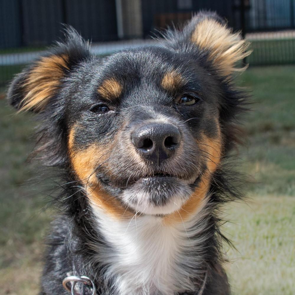 Enlarge Hubble, a Adoptable mixed breed in Richmond, TX image 4/4