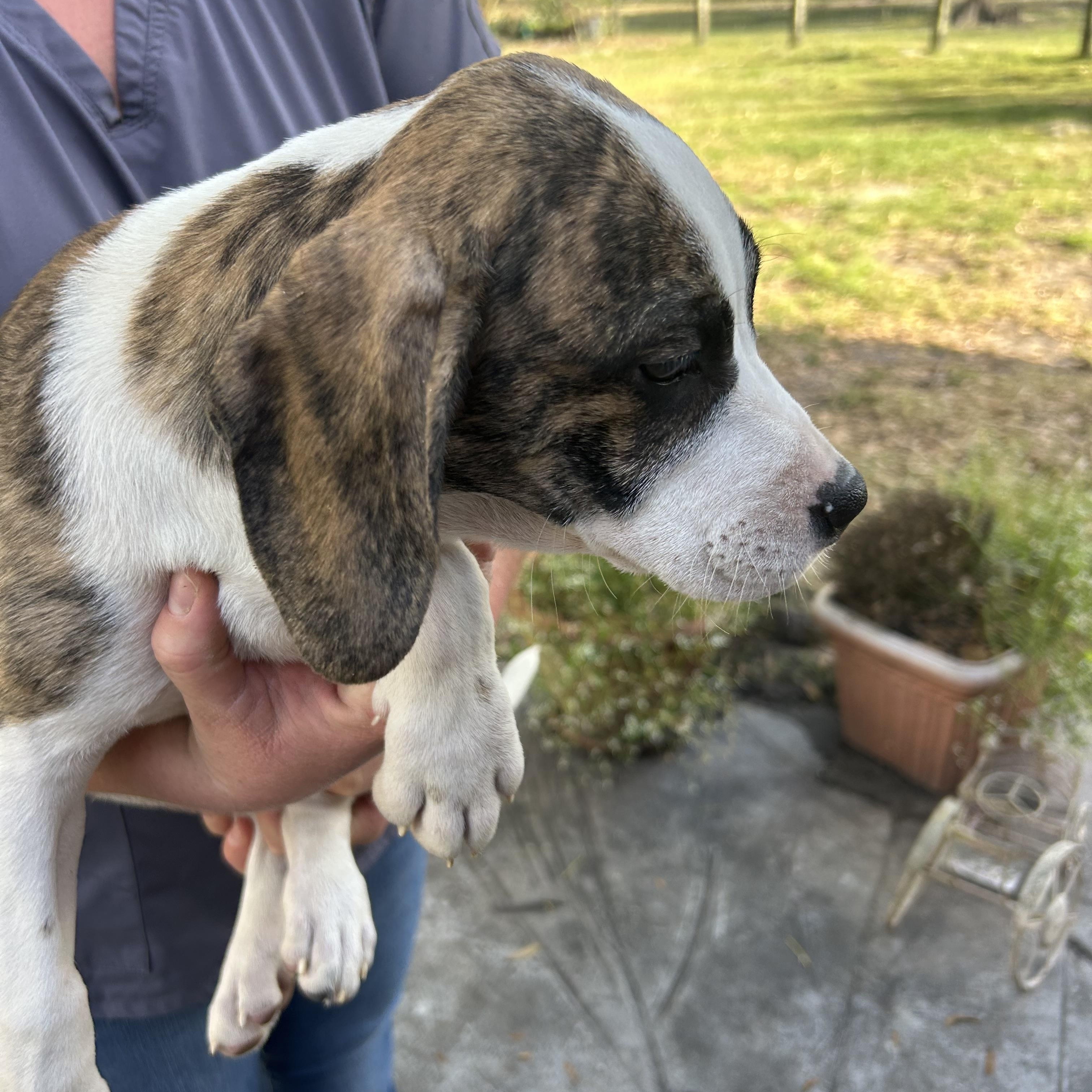 Enlarge Lola, an adopted mixed breed in Groveland, FL image 3/4