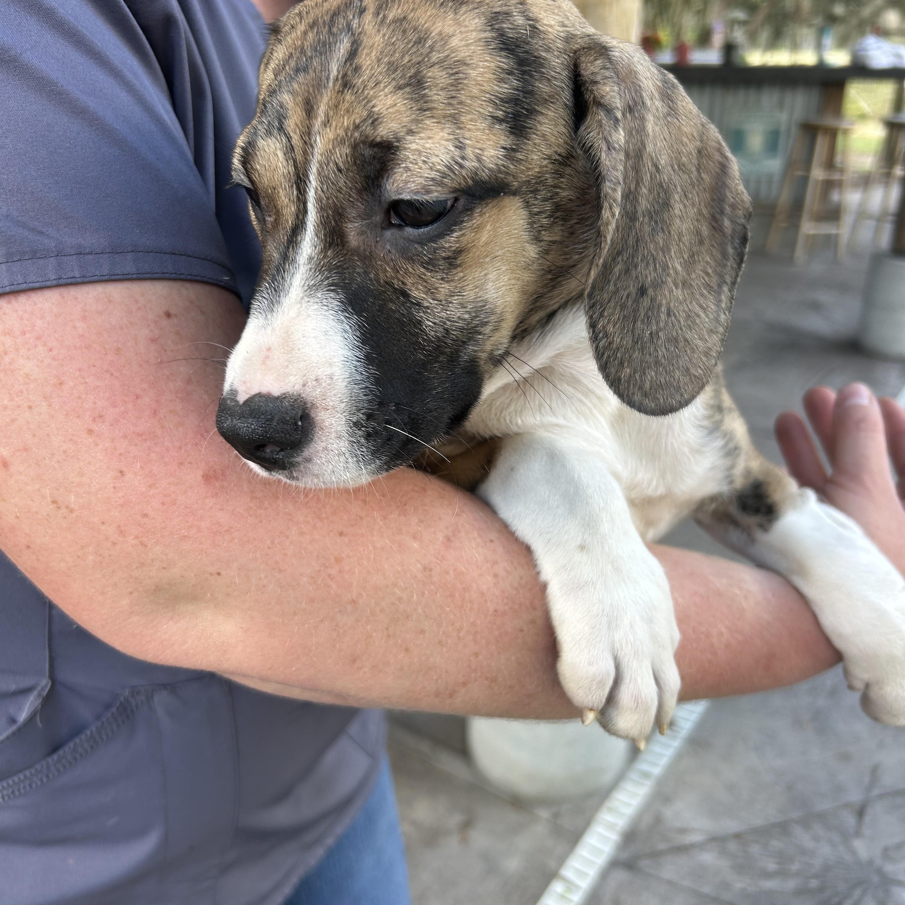 Enlarge Lola, an adopted mixed breed in Groveland, FL image 4/4