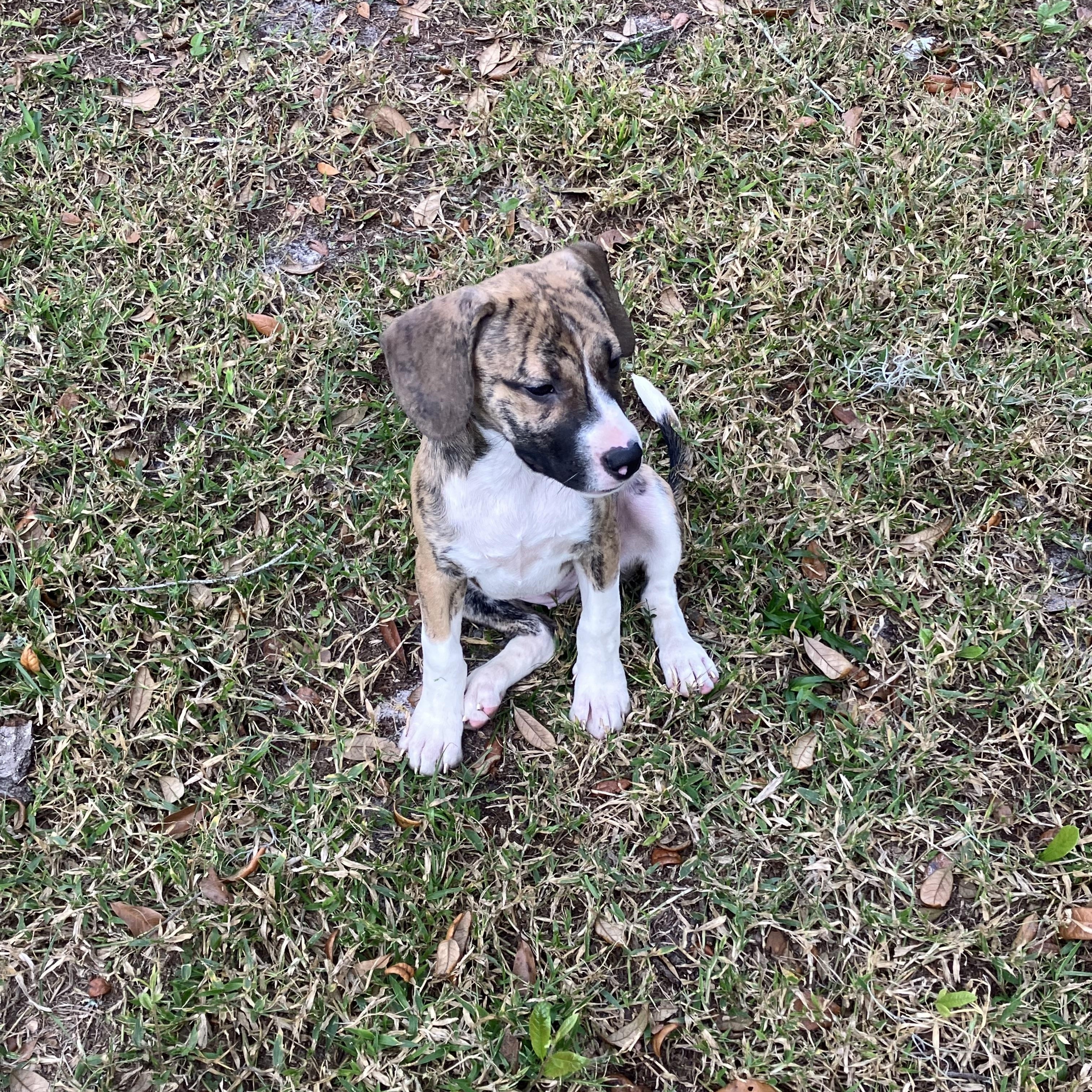 Lola, adopted, Puppy Female Beagle & Hound.