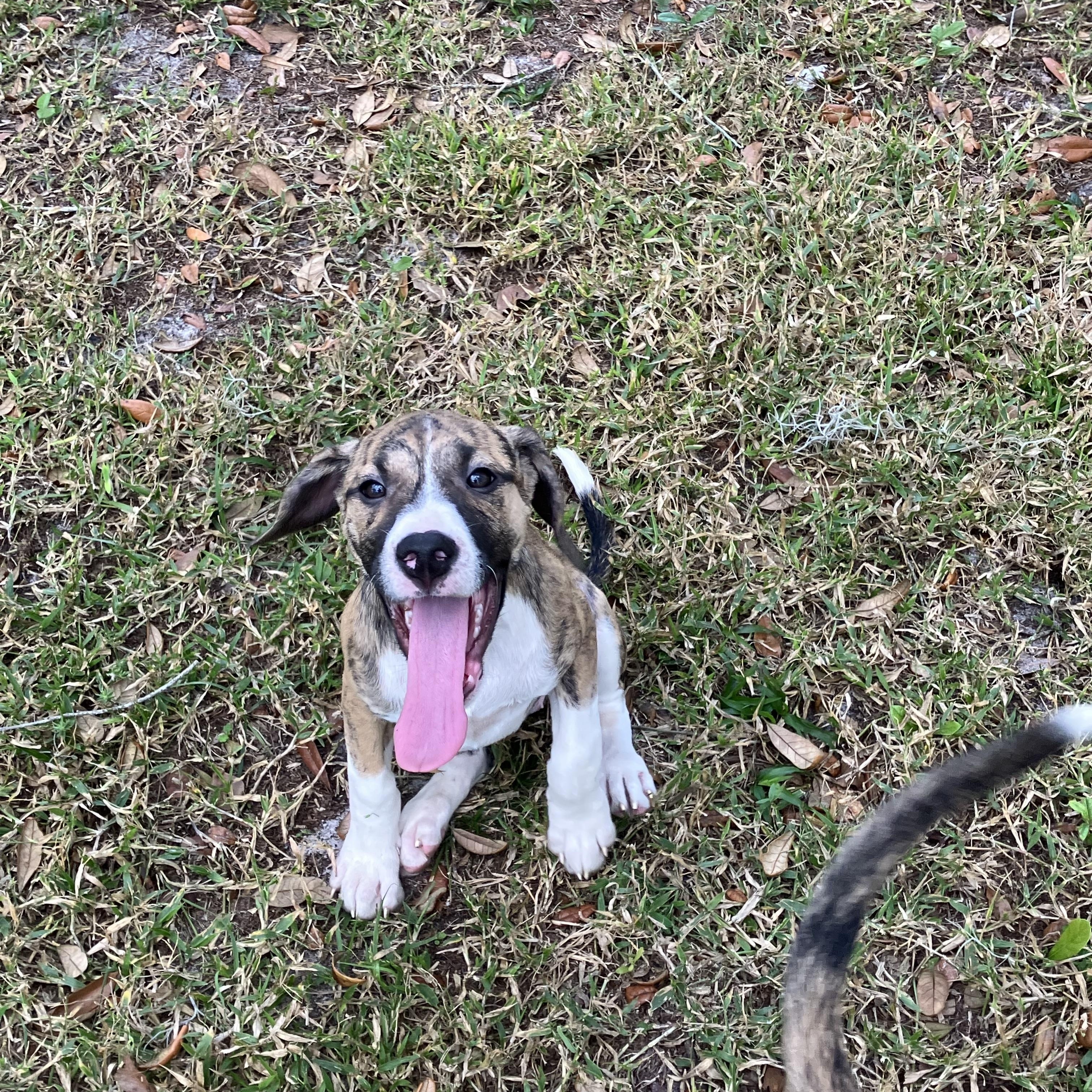 Enlarge Lola, an adopted mixed breed in Groveland, FL image 2/4