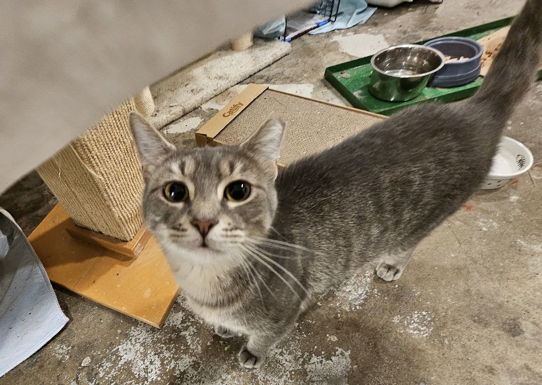 Patty, Adopted, Adult Female Domestic Short Hair & Tabby.