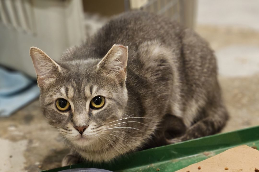 Patty, a Adopted mixed breed in CHICAGO, IL image 2/4