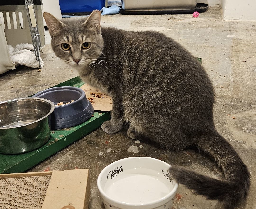 Patty, a Adopted mixed breed in CHICAGO, IL image 3/4