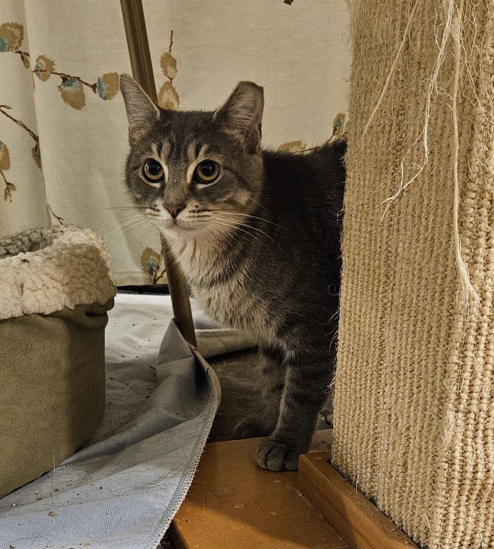 Patty, a Adopted mixed breed in CHICAGO, IL image 4/4