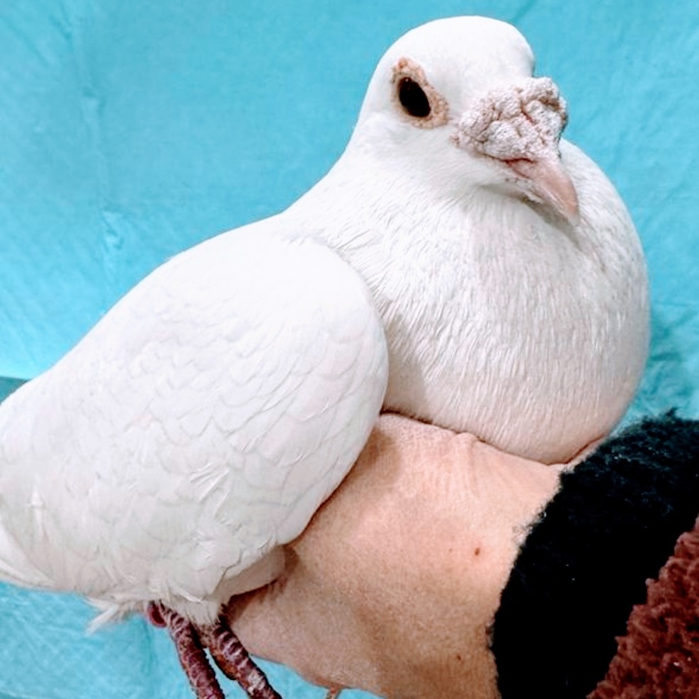 Comacho, a Adoptable Pigeon in Chicago, IL image 4/4