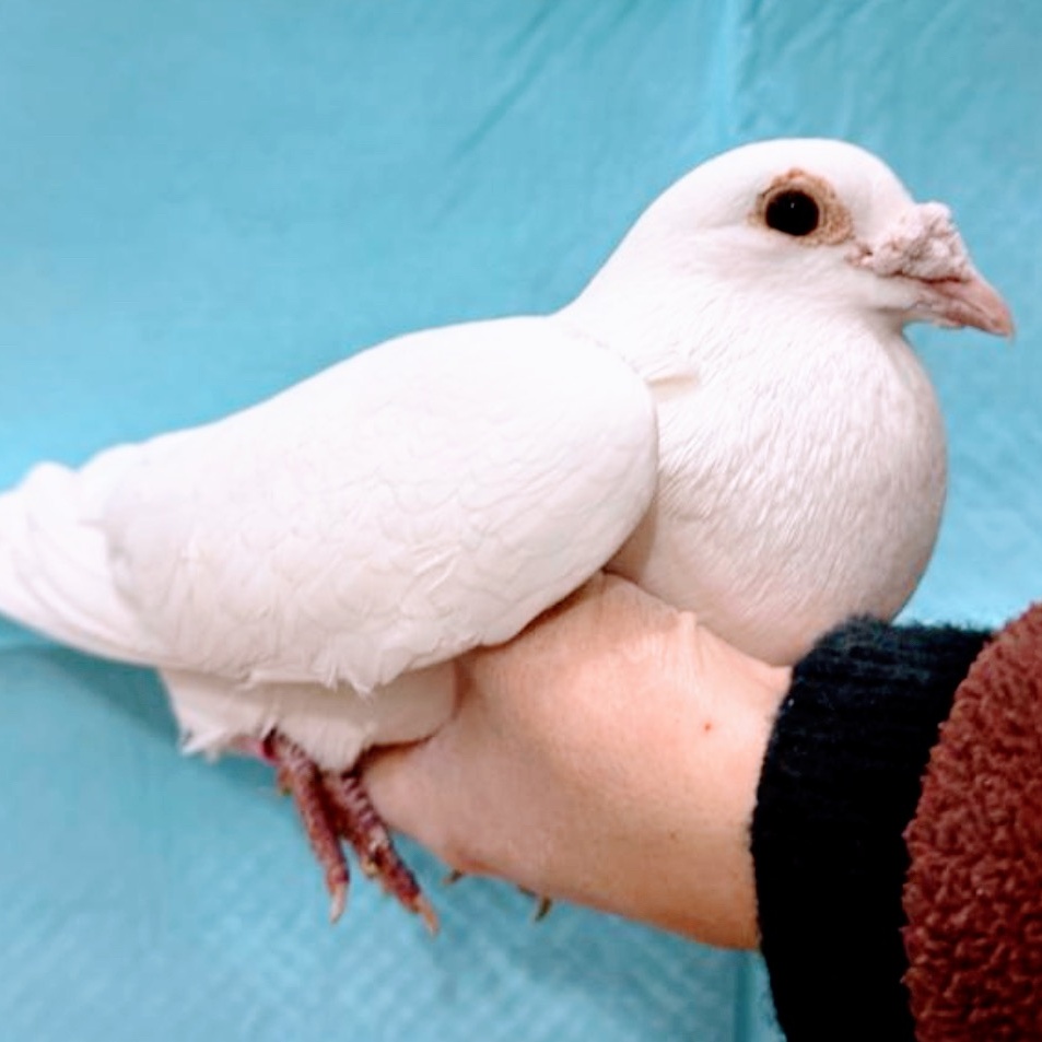 Comacho, a Adoptable Pigeon in Chicago, IL image 3/4