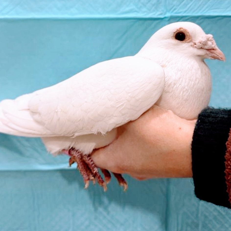 Comacho, a Adoptable Pigeon in Chicago, IL image 2/4