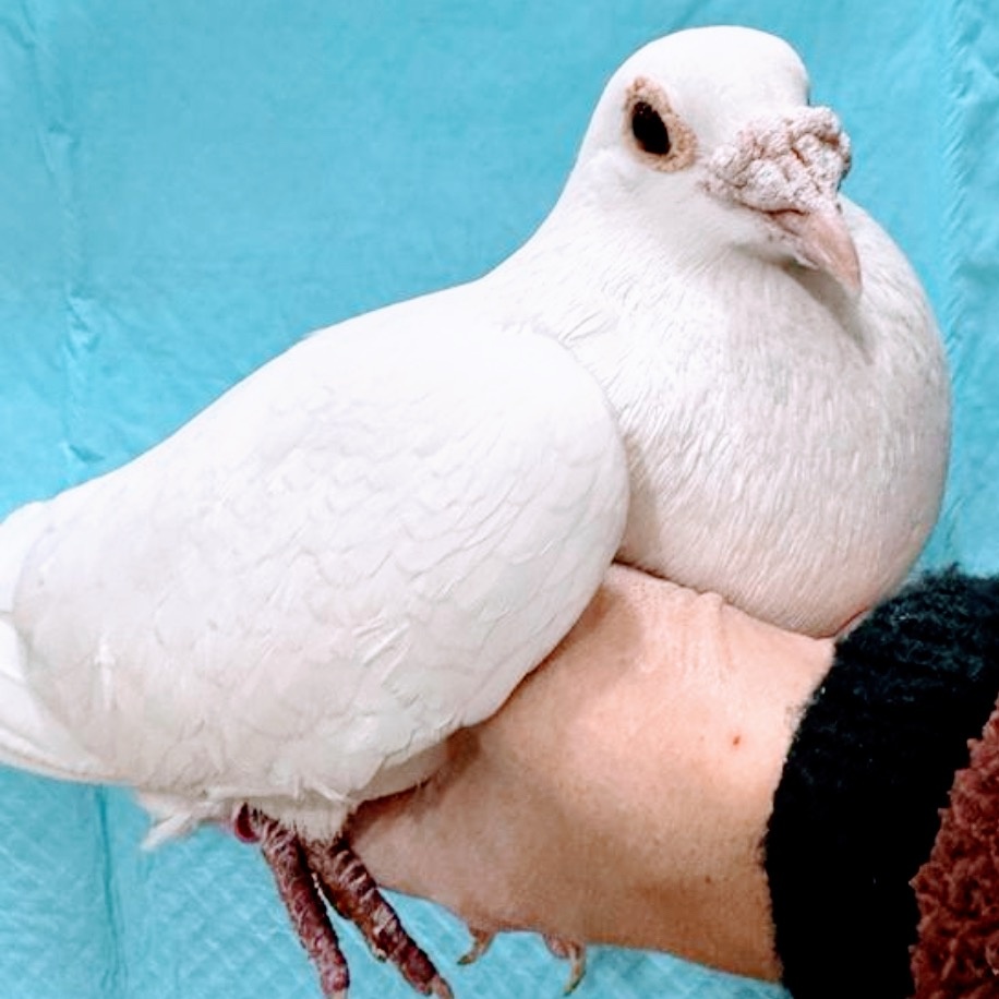 Comacho, a Adoptable Pigeon in Chicago, IL image 1/4