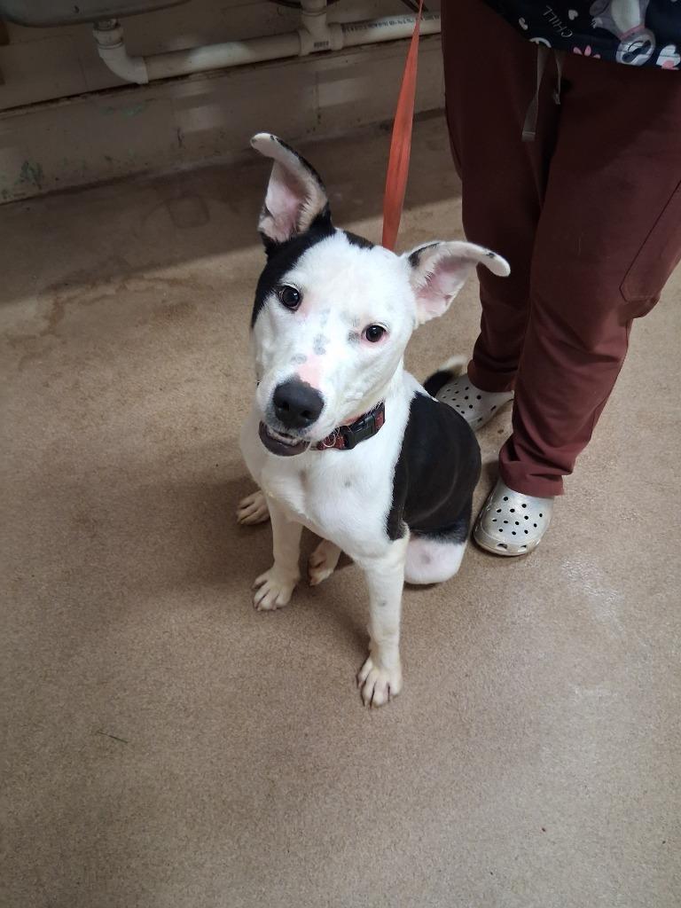 Millionaire, Adoptable, Young Male Pit Bull Terrier.