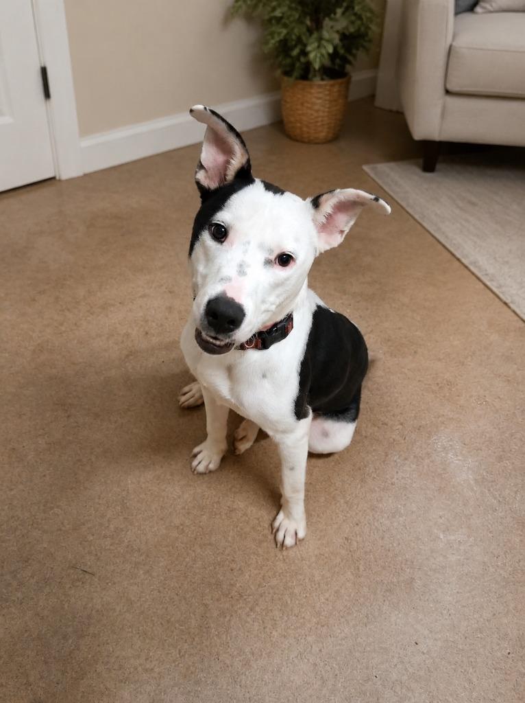 Enlarge Millionaire, a Adoptable mixed breed in Waverly, NY image 2/2