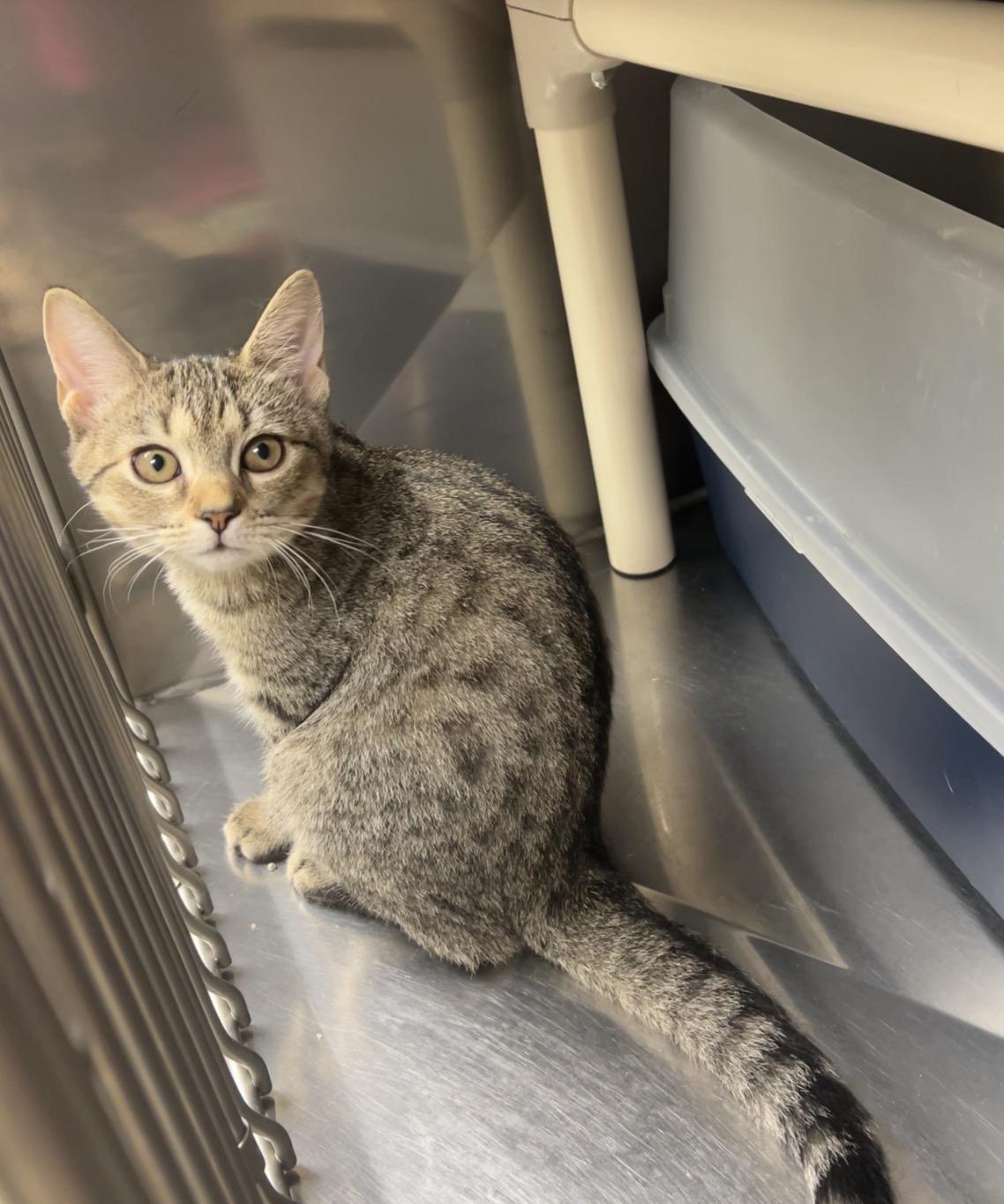 Lobster Roll, Adoptable, Kitten Female Domestic Short Hair & American Shorthair.