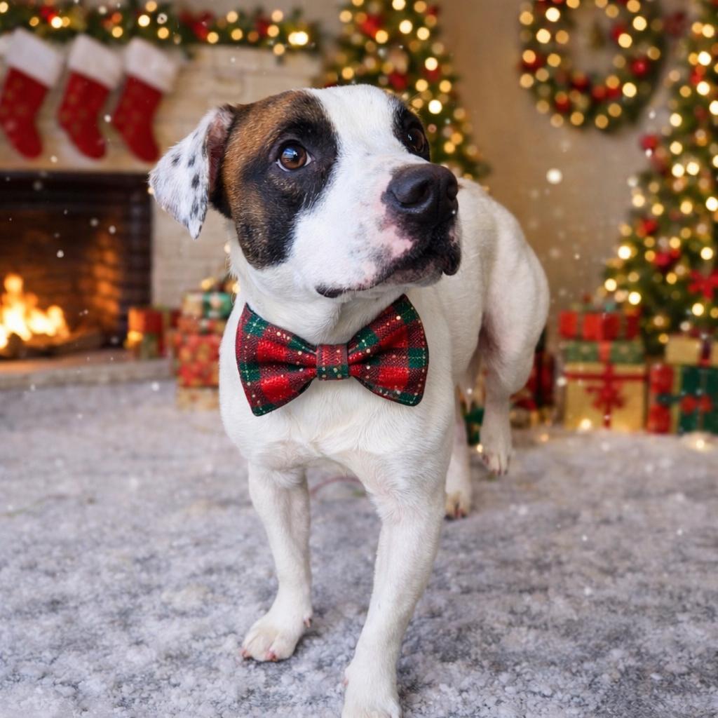 Enlarge Kugel, a Adoptable mixed breed in Binghamton, NY image 1/2