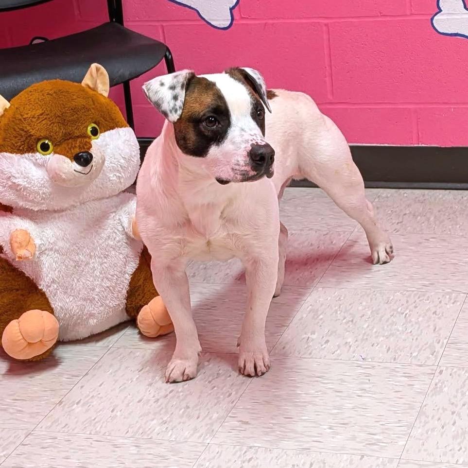 Enlarge Kugel, a Adoptable mixed breed in Binghamton, NY image 2/2